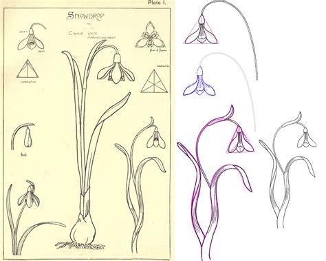 How to Draw Art Nouveau: A Guide to the Styles and Techniques