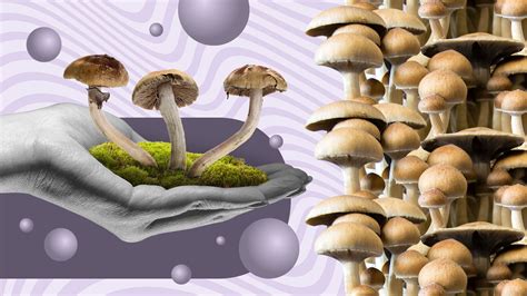 how to grow psychedelic mushrooms books: A Deep Dive into the Psychedelic Literature